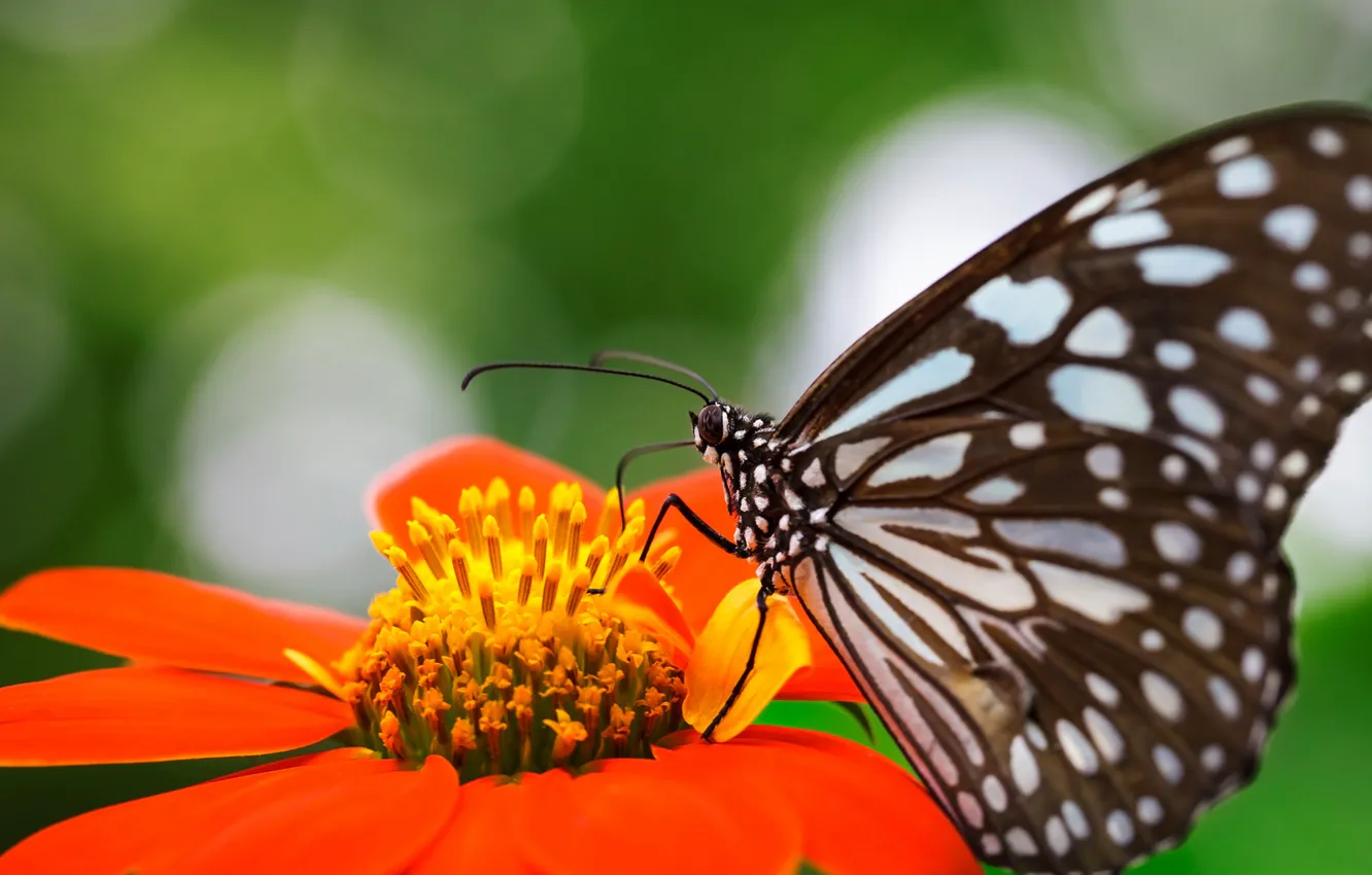Фото обои цветок, оранжевый, природа, бабочка, крылья, фокус, насекомое, крапинка