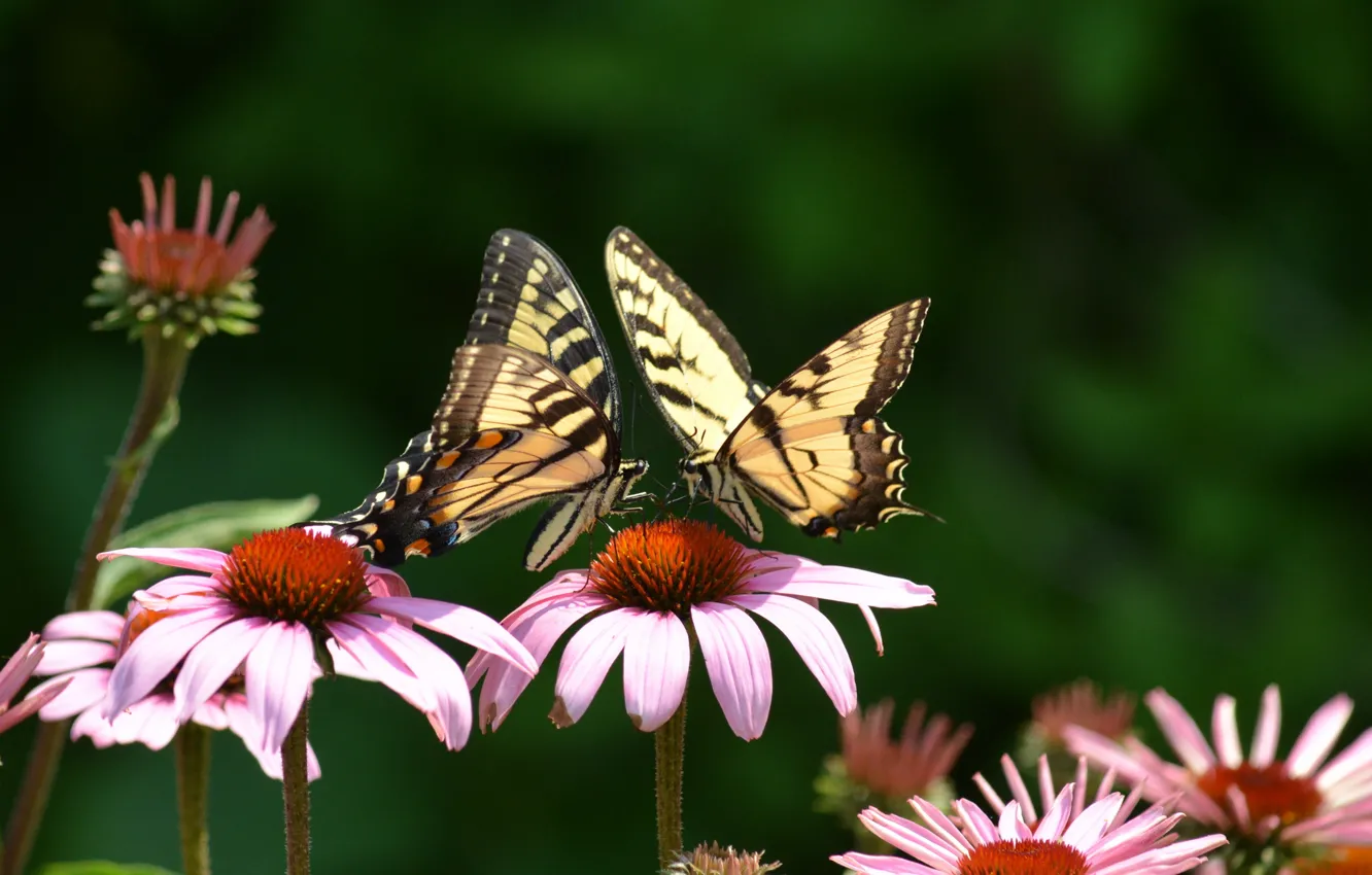 Фото обои бабочки, цветы, две, розовые, махаон, эхинацея