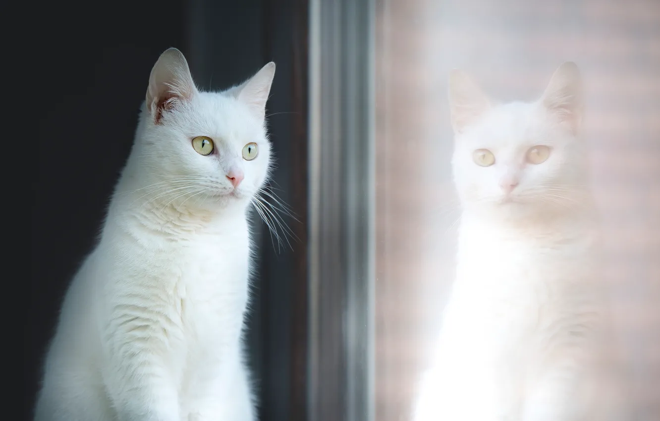 Фото обои кошка, стекло, отражение, портрет, окно, красавица, белая