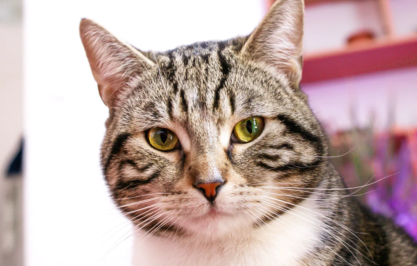 Фото обои кошка, кот, взгляд, морда, портрет