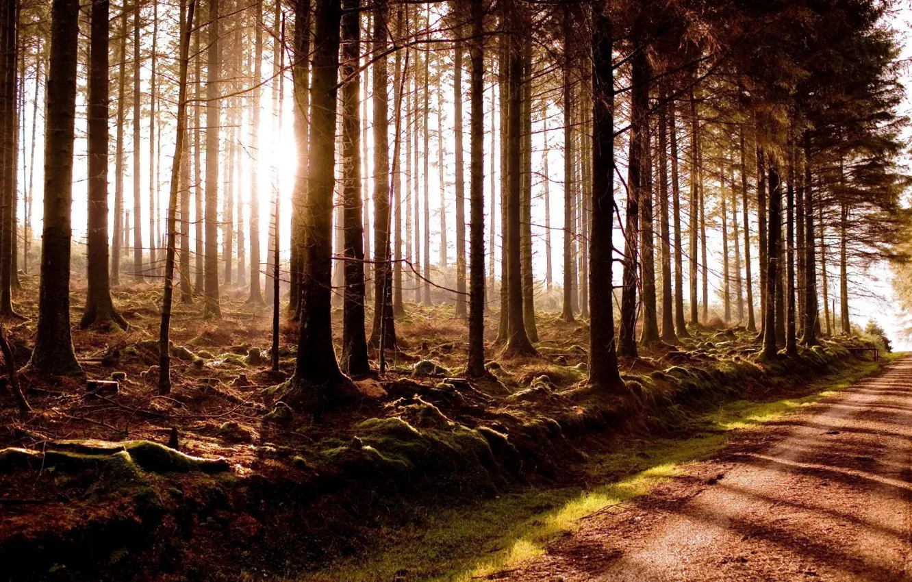 Фото обои road, fog, miracle woods, Beautiful sunrise