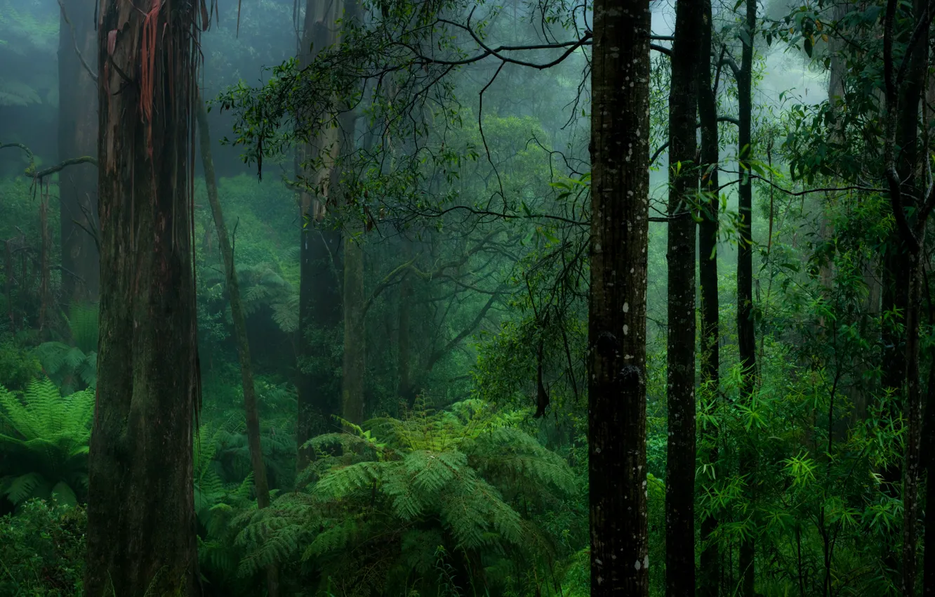 Фото обои лес, природа, папоротник, мгла