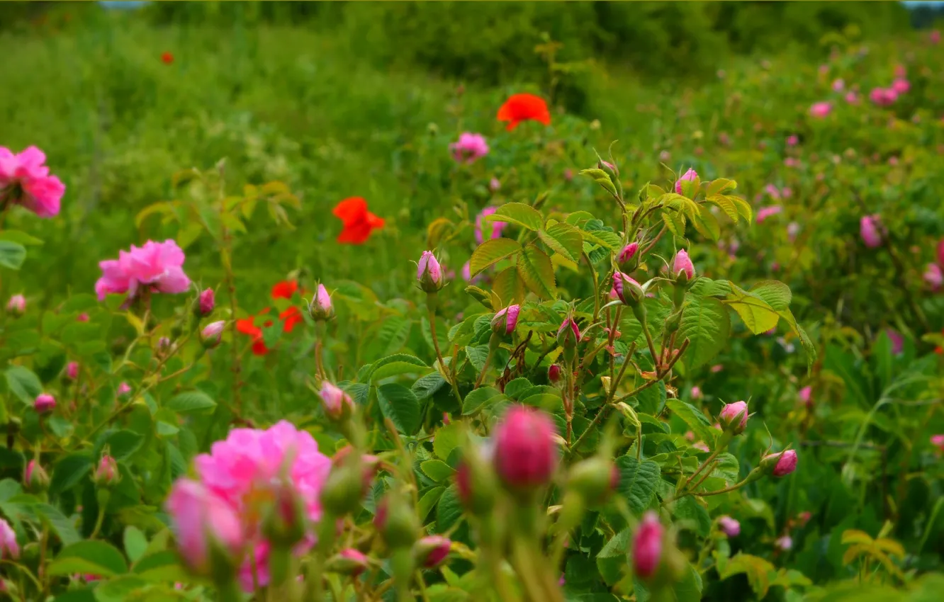 Фото обои Цветы, Поле, Розы, Roses, Field, Poppies