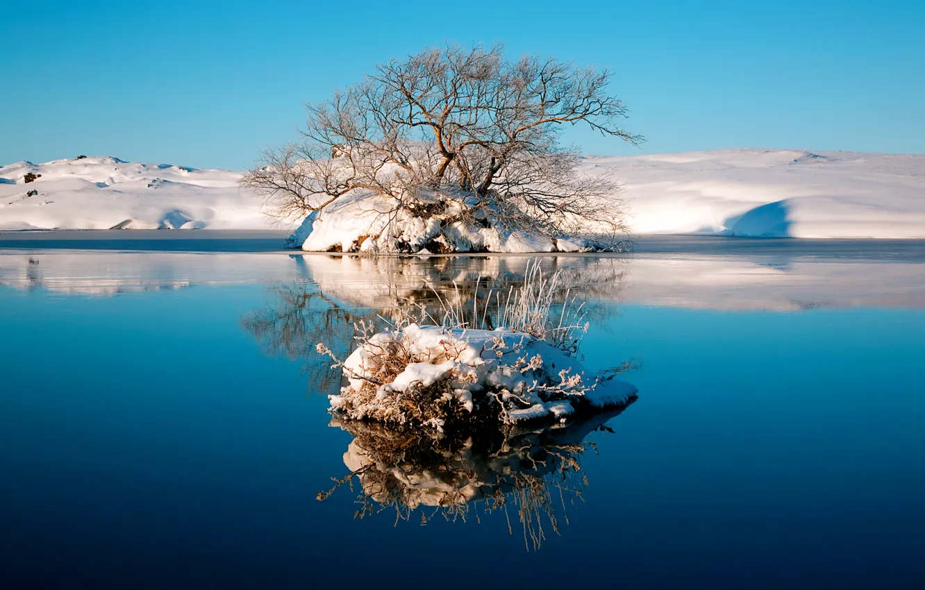 Фото обои зима, небо, вода, озеро, отражение, дерево