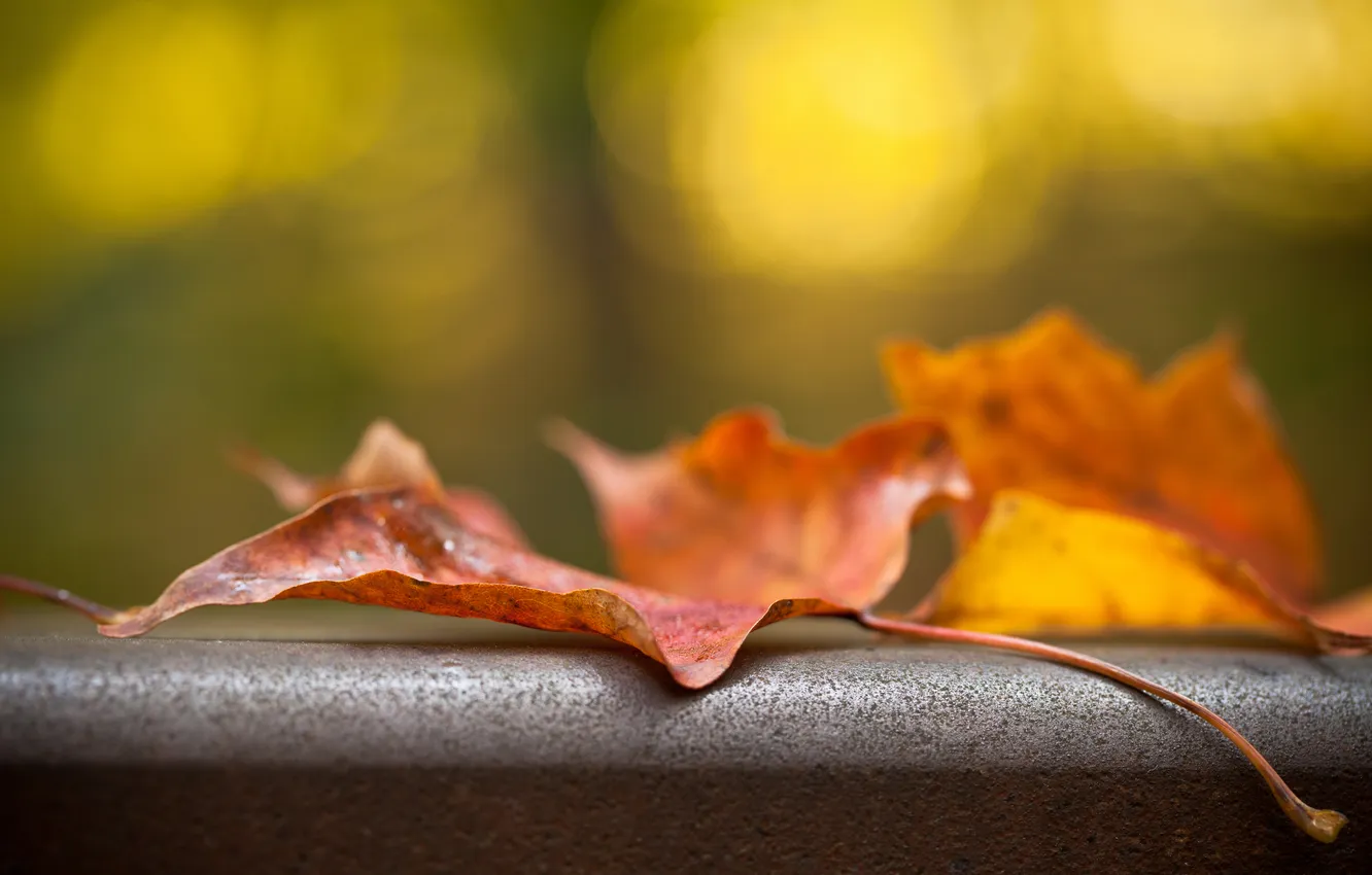 Фото обои осень, макро, лист, железо