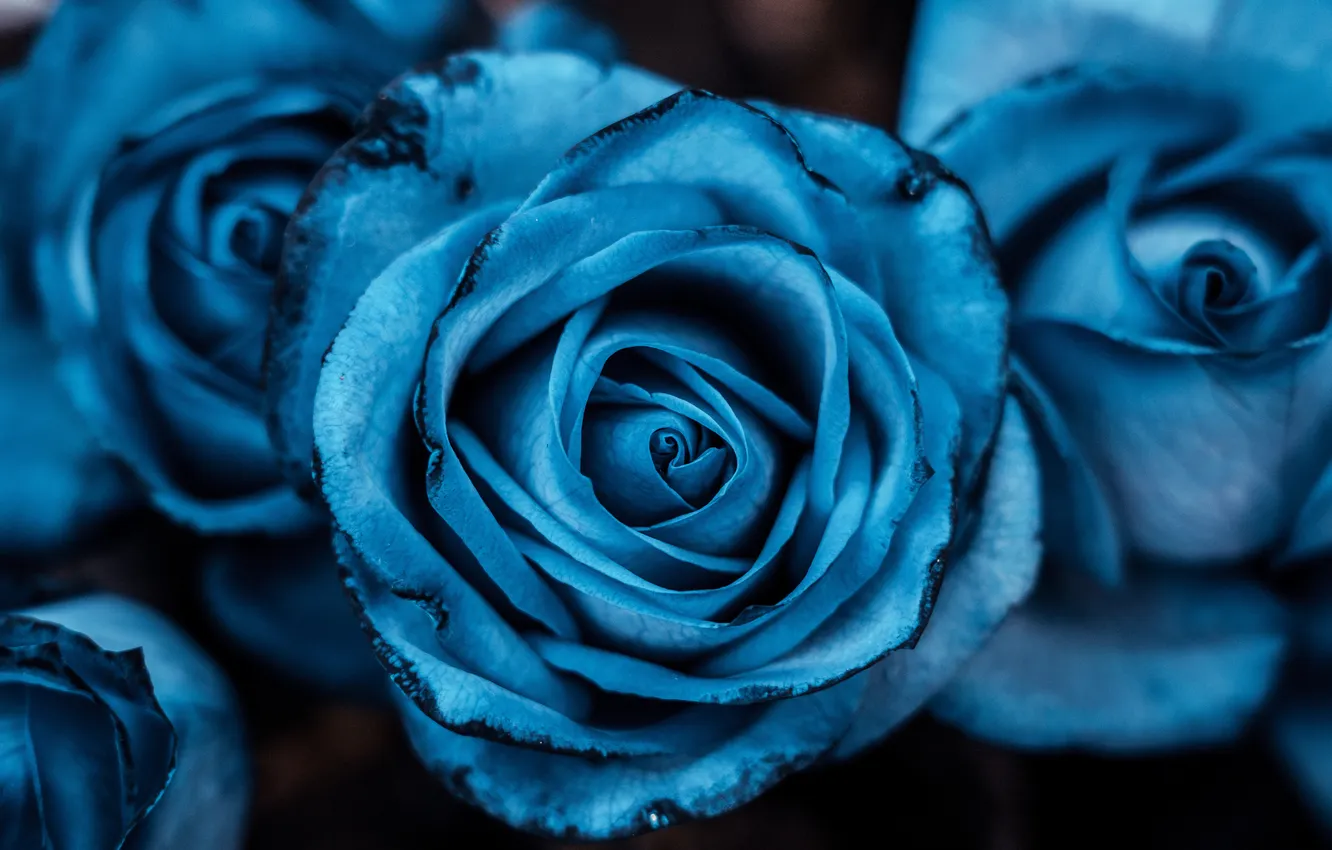 Фото обои Flowers, Blue rose, Blue aesthetic, Rose flowers