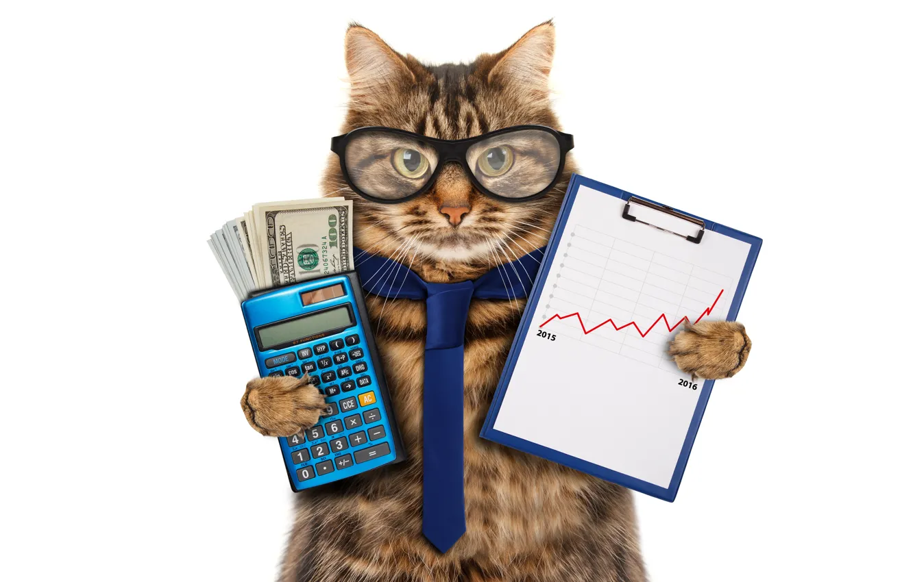 Фото обои кот, деньги, юмор, очки, галстук, белый фон, доллары, график