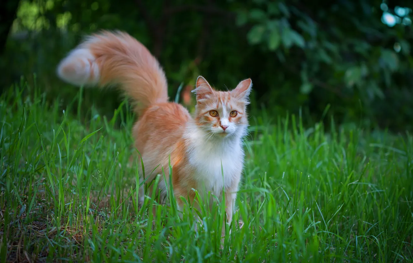 Фото обои зелень, кошка, трава, кот, взгляд, листья, природа, котенок