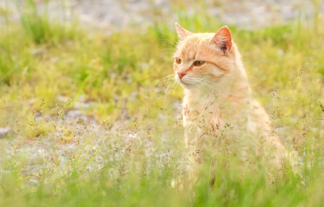 Фото обои трава, кот, рыжий, мордочка, котейка