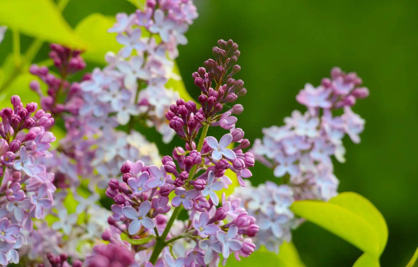 Фото обои spring, lilac, twig, blooming