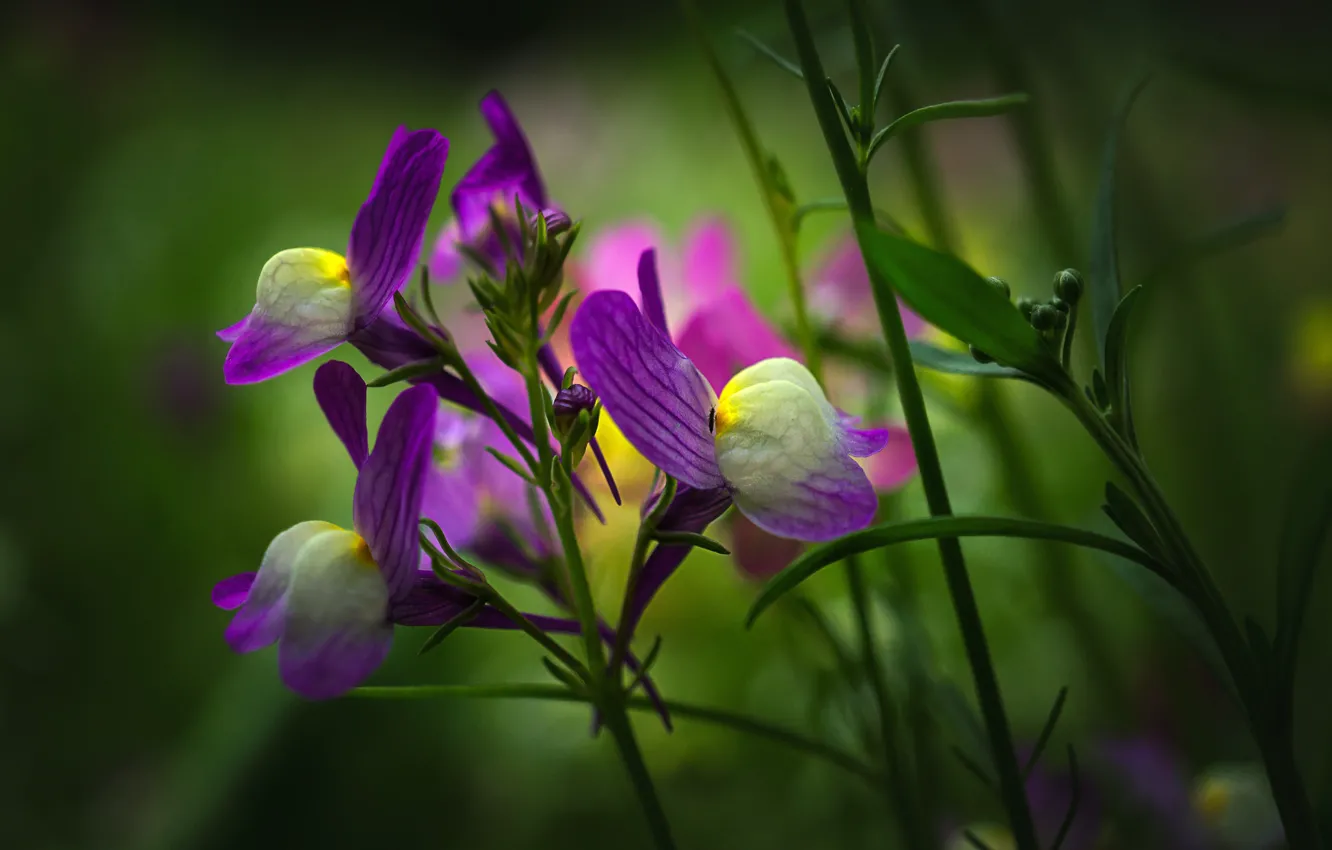 Фото обои цветок, природа, растение, луг, Льнянка