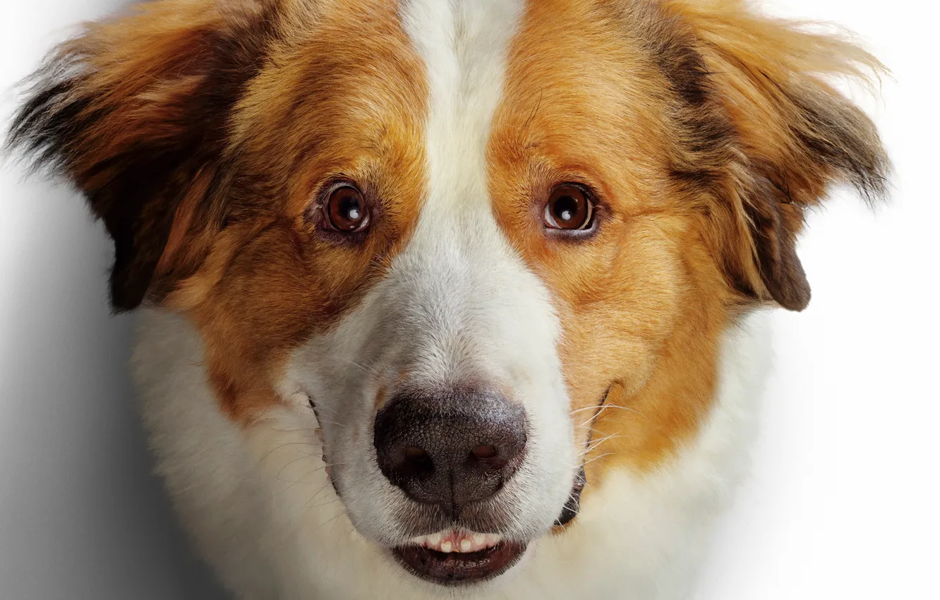 Фото обои глаза, улыбка, golden, пёс, Собачья жизнь, retriever, Ретривер, A Dog's Journey