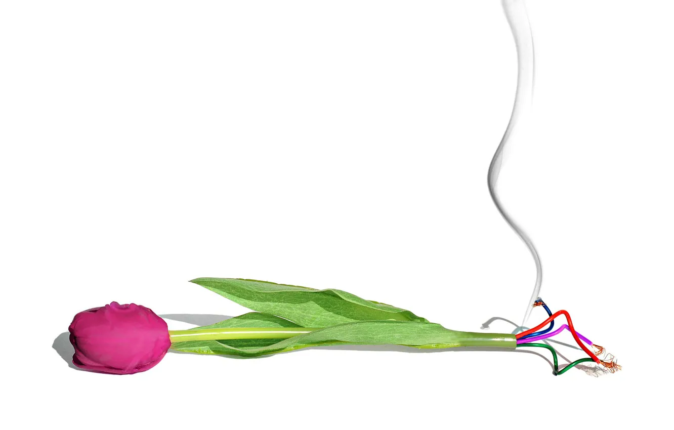Фото обои цветок, провода, тюльпан