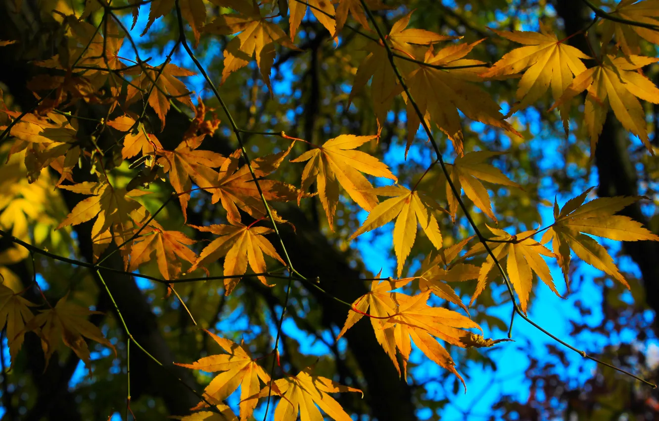 Фото обои autumn, leaf, fall, twig