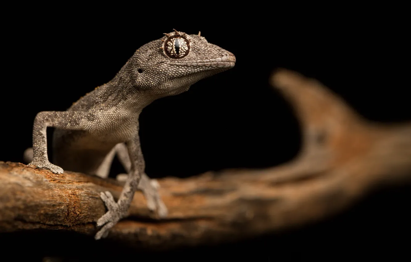 Фото обои природа, ящерица, Western Shield spiny-tailed gecko, Strophurus well