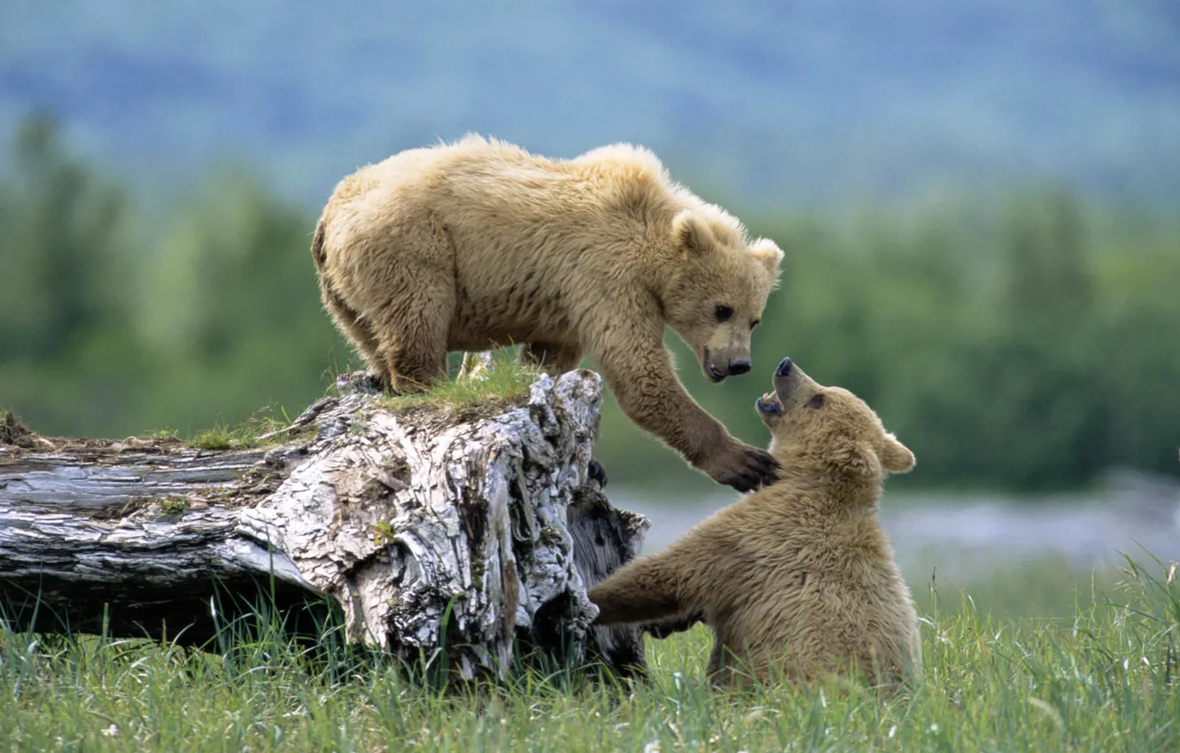 Фото обои животные, трава, медведь, медведи, медвежата, дикая природа