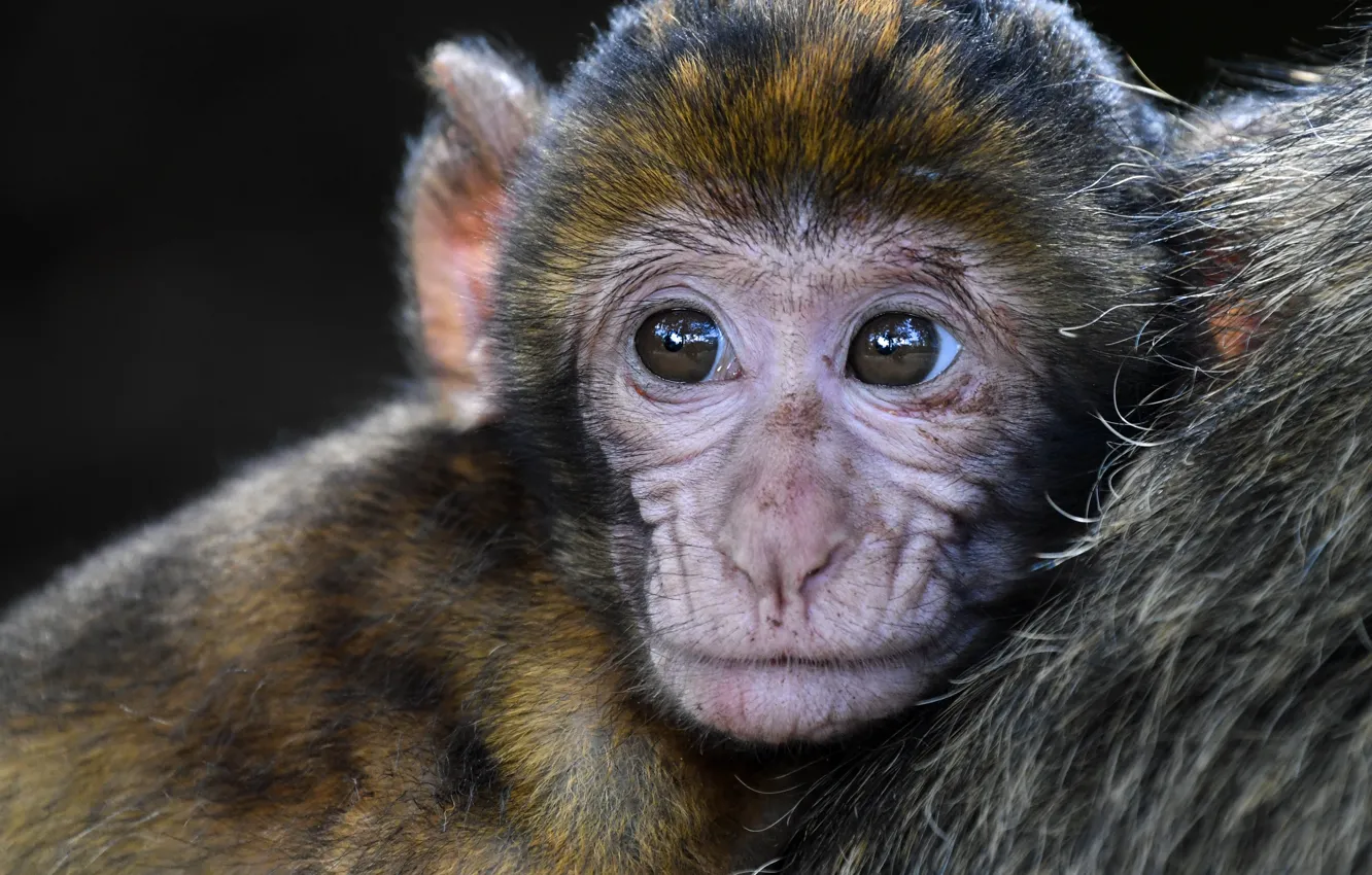 Фото обои monkey, animal, baby, wildlife, berberaap, aap
