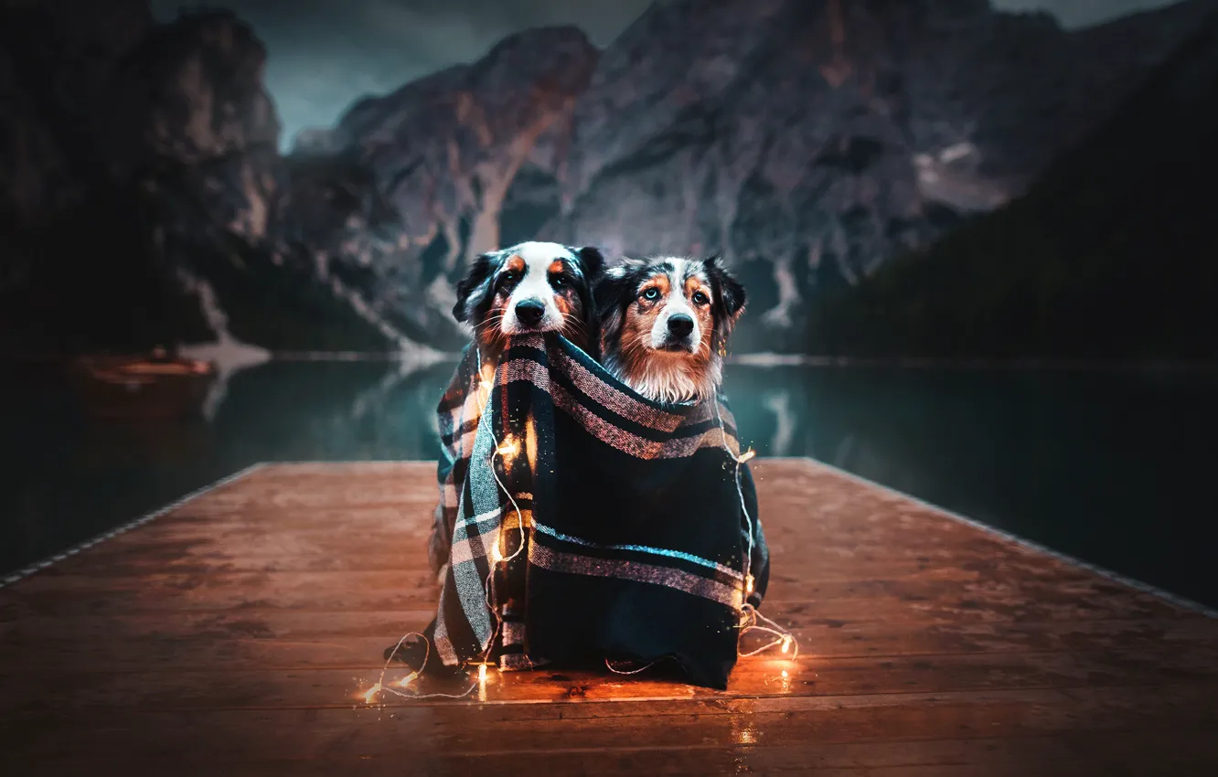 Фото обои горы, озеро, настроение, плед, гирлянда, парочка, лампочки, две собаки