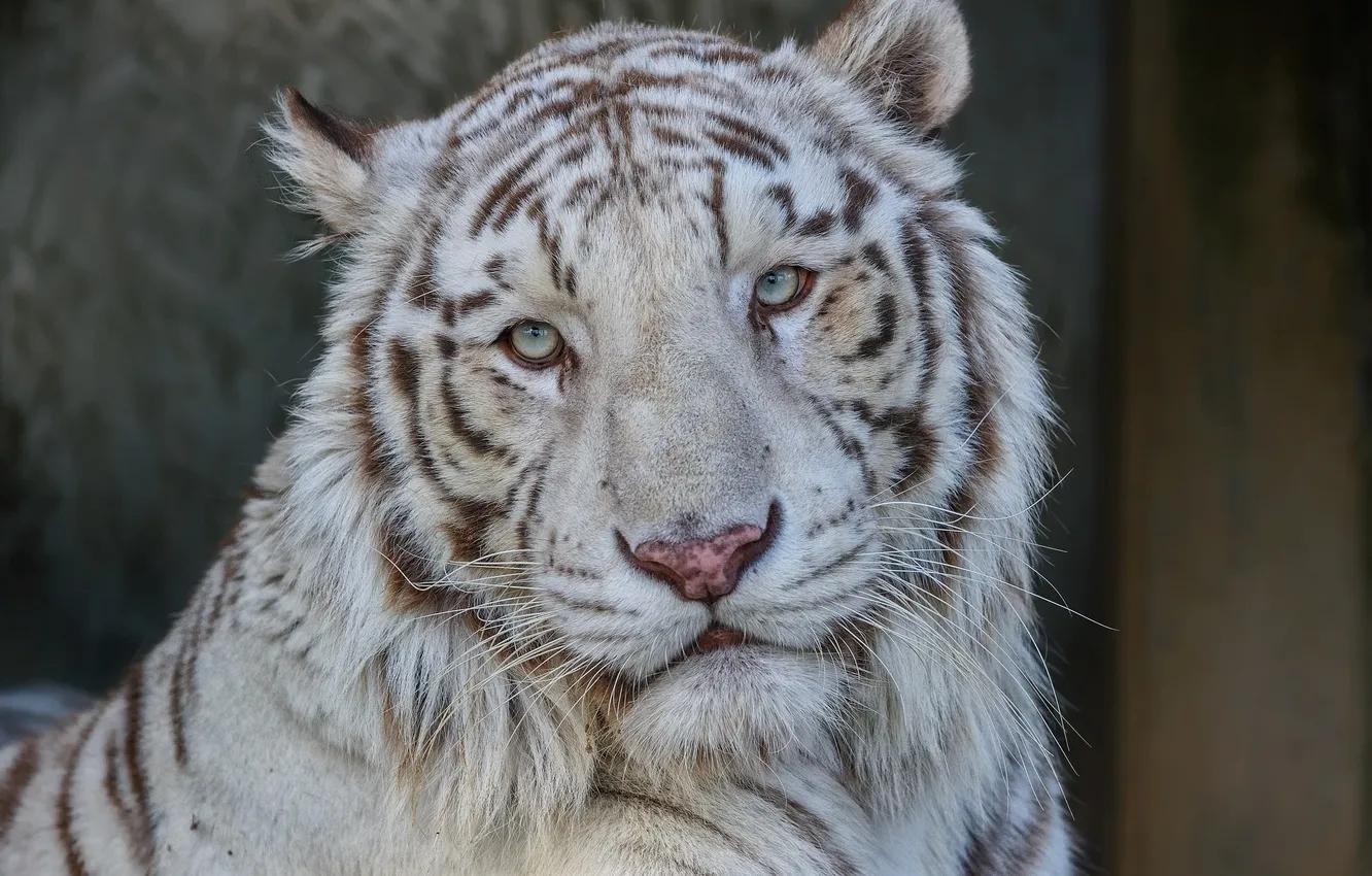 Фото обои морда, портрет, хищник, белый тигр, дикая кошка
