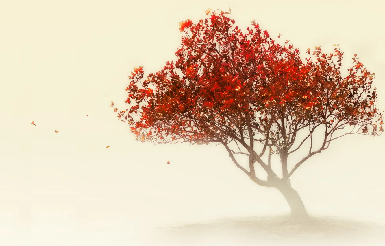 Фото обои природа, туман, дерево, цвет