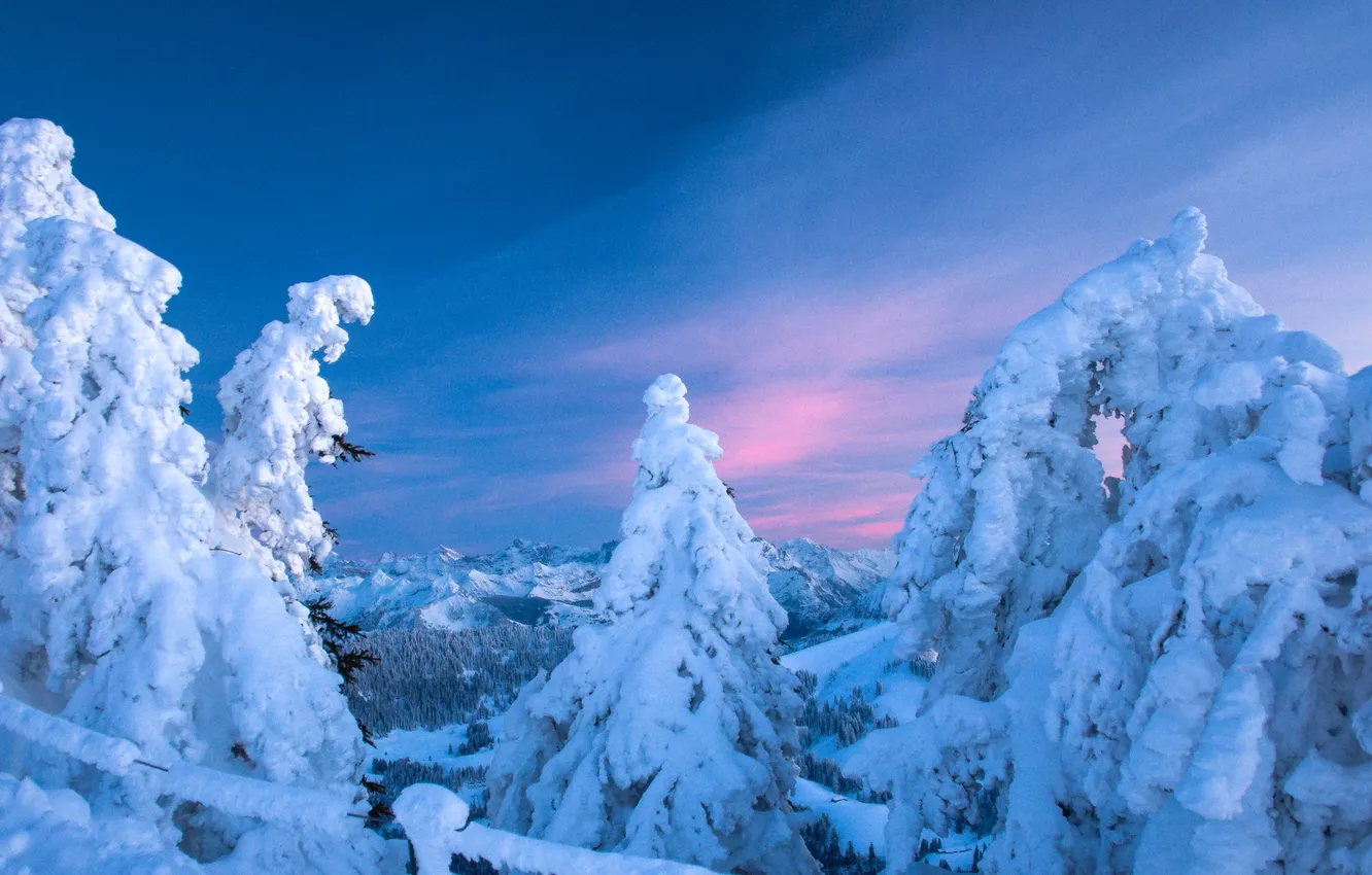 Фото обои зима, снег, деревья, ель, хвойные, заснежено