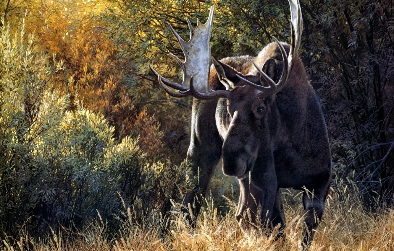 Фото обои forest, horns, fur, Caribou