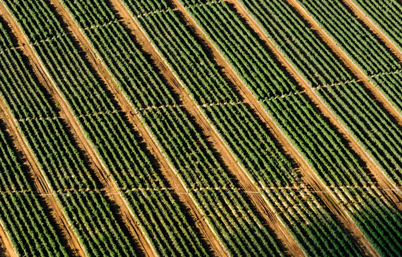 Фото обои field, stripes, pattern, man, crop, rows