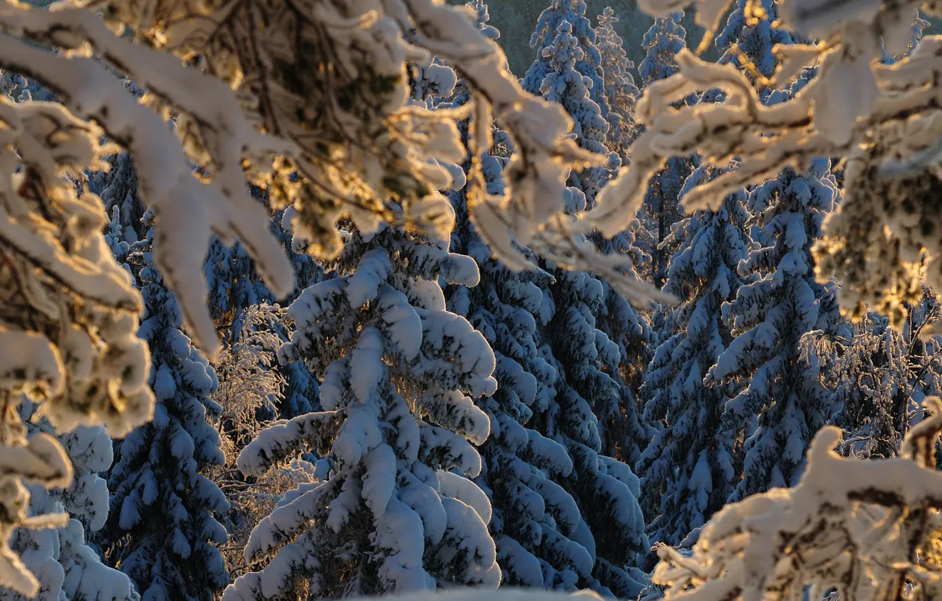 Фото обои зима, снег, деревья, ветки, природа, ели, ёлки, Hannu Koskela