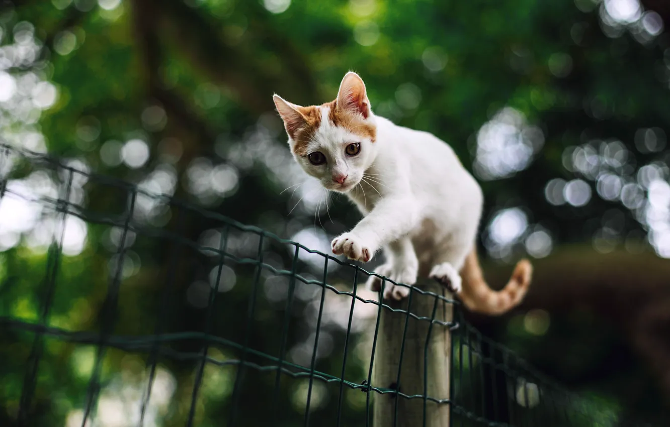 Фото обои кошка, белый, взгляд, природа, поза, котенок, фон, сетка