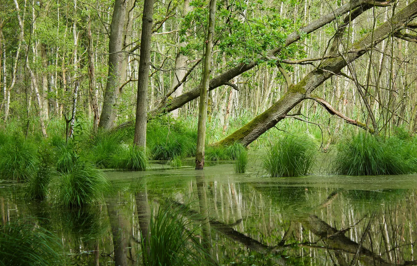 Фото обои лес, отражение, болото, осока