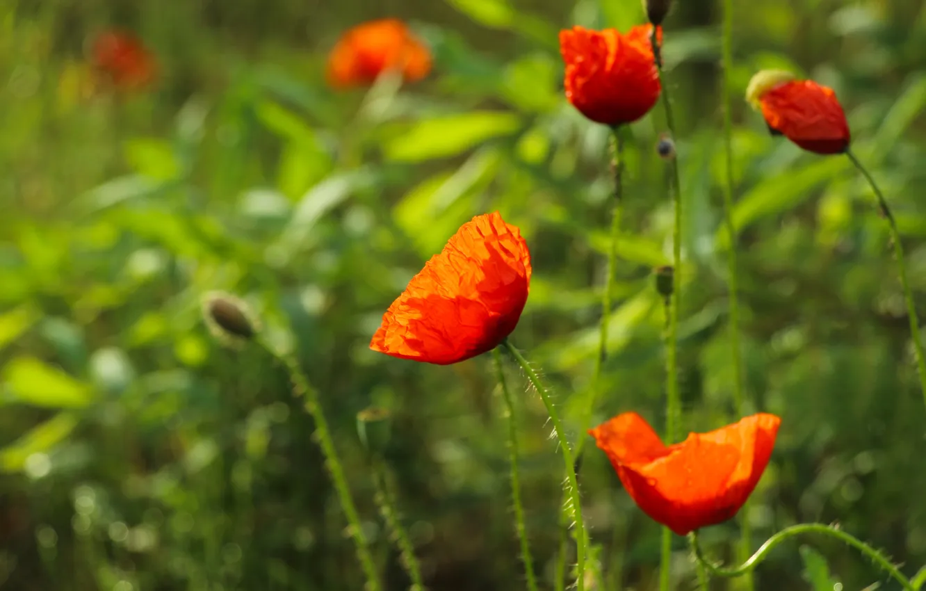 Фото обои red, flower, poppy