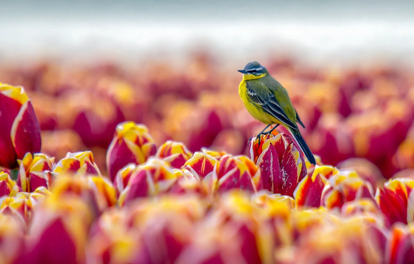 Фото обои птица, тюльпаны, кроха
