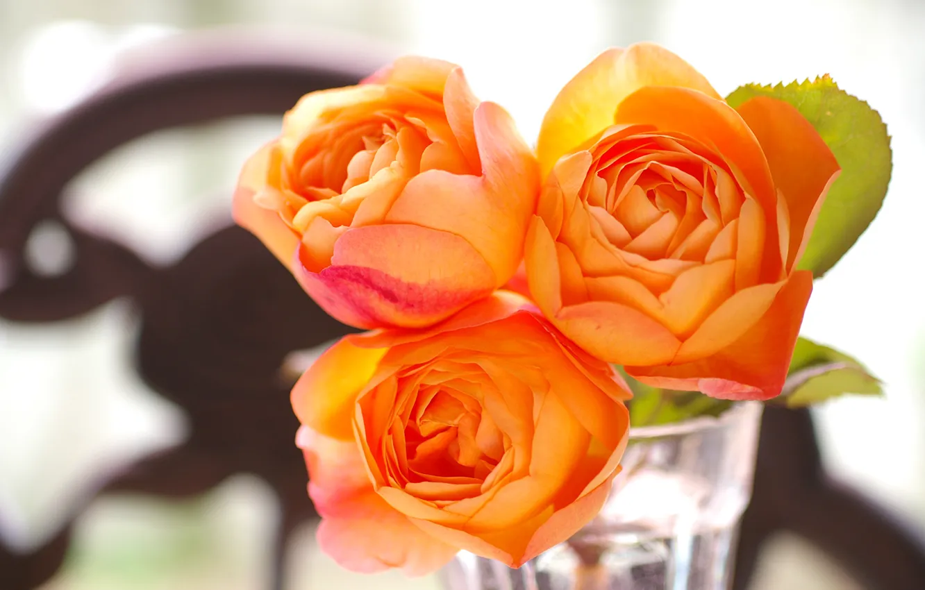 Фото обои glass, rose, garden, apricot, lady emma hamilton