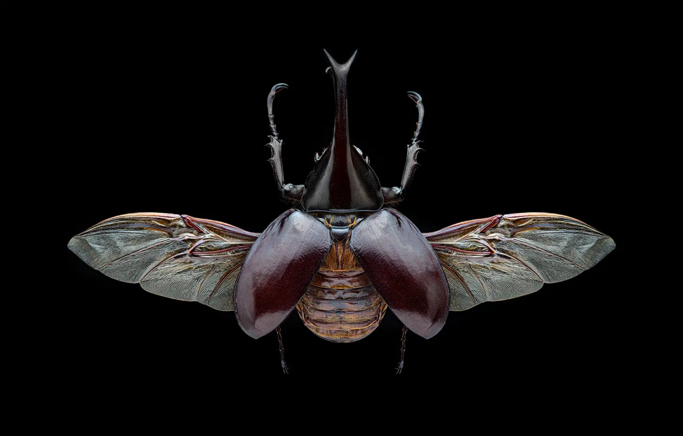 Фото обои макро, крылья, жук, насекомое, черный фон, коричневый, вид сверху, рогатый