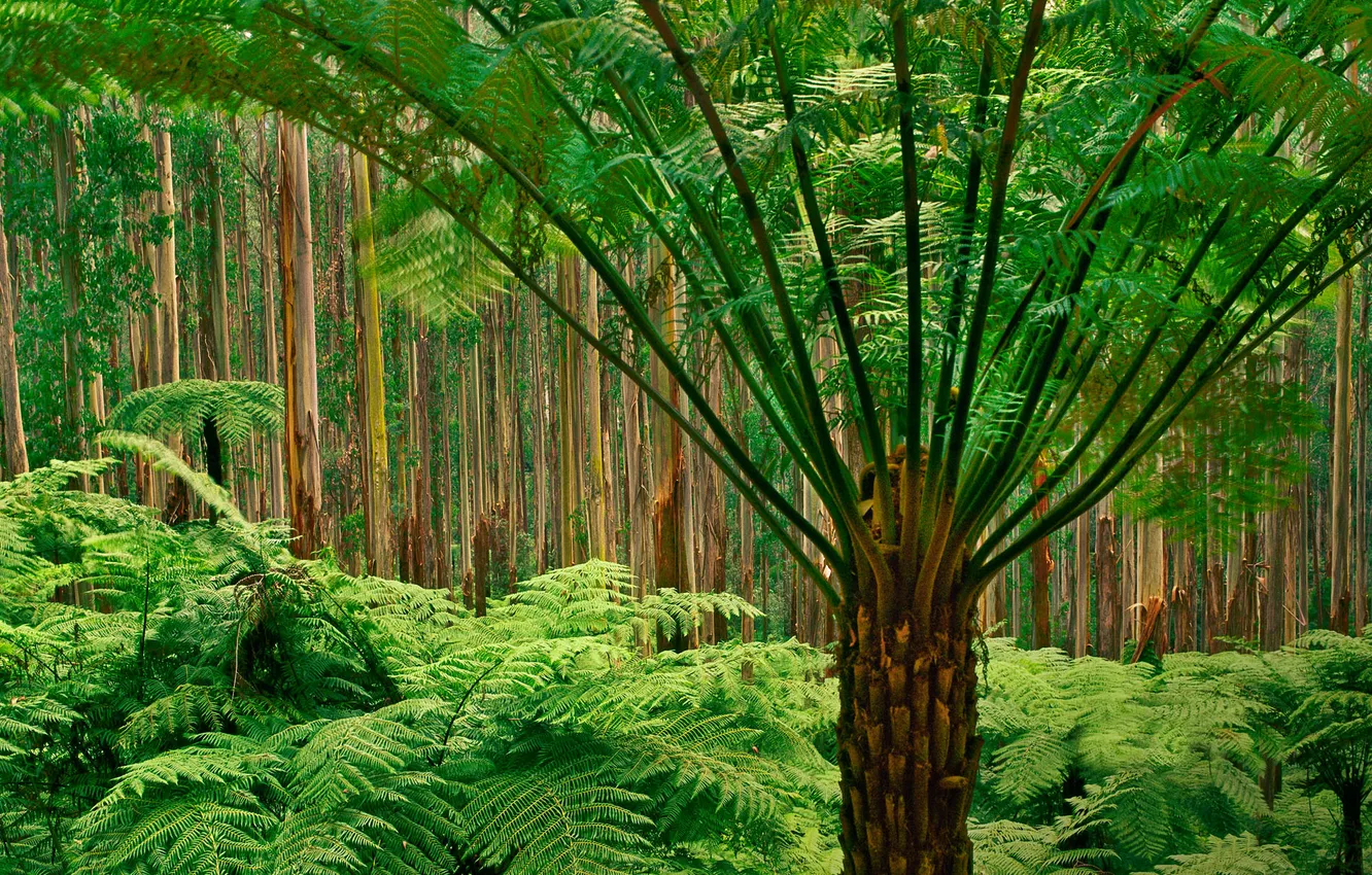 Фото обои лес, деревья, папоротники, австралия