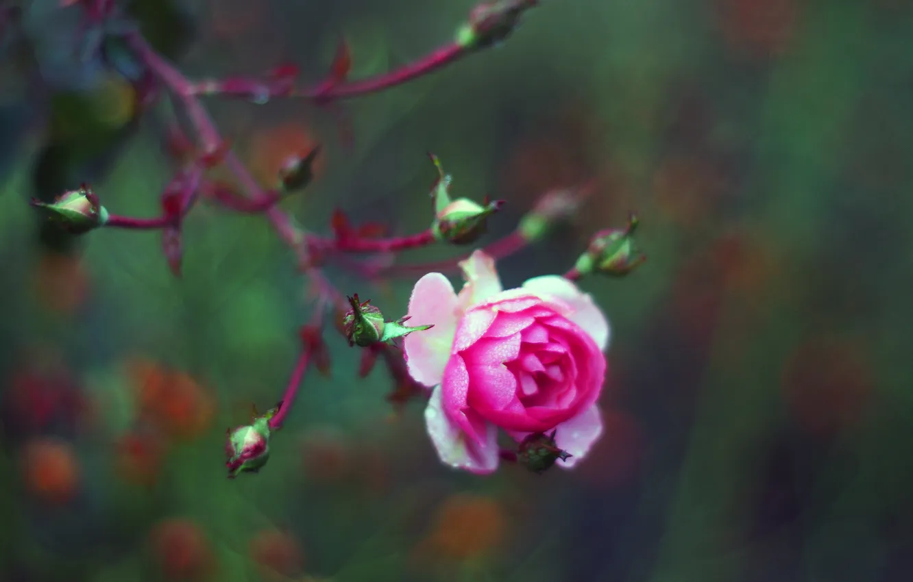 Фото обои цветок, розовая, роза, бутоны