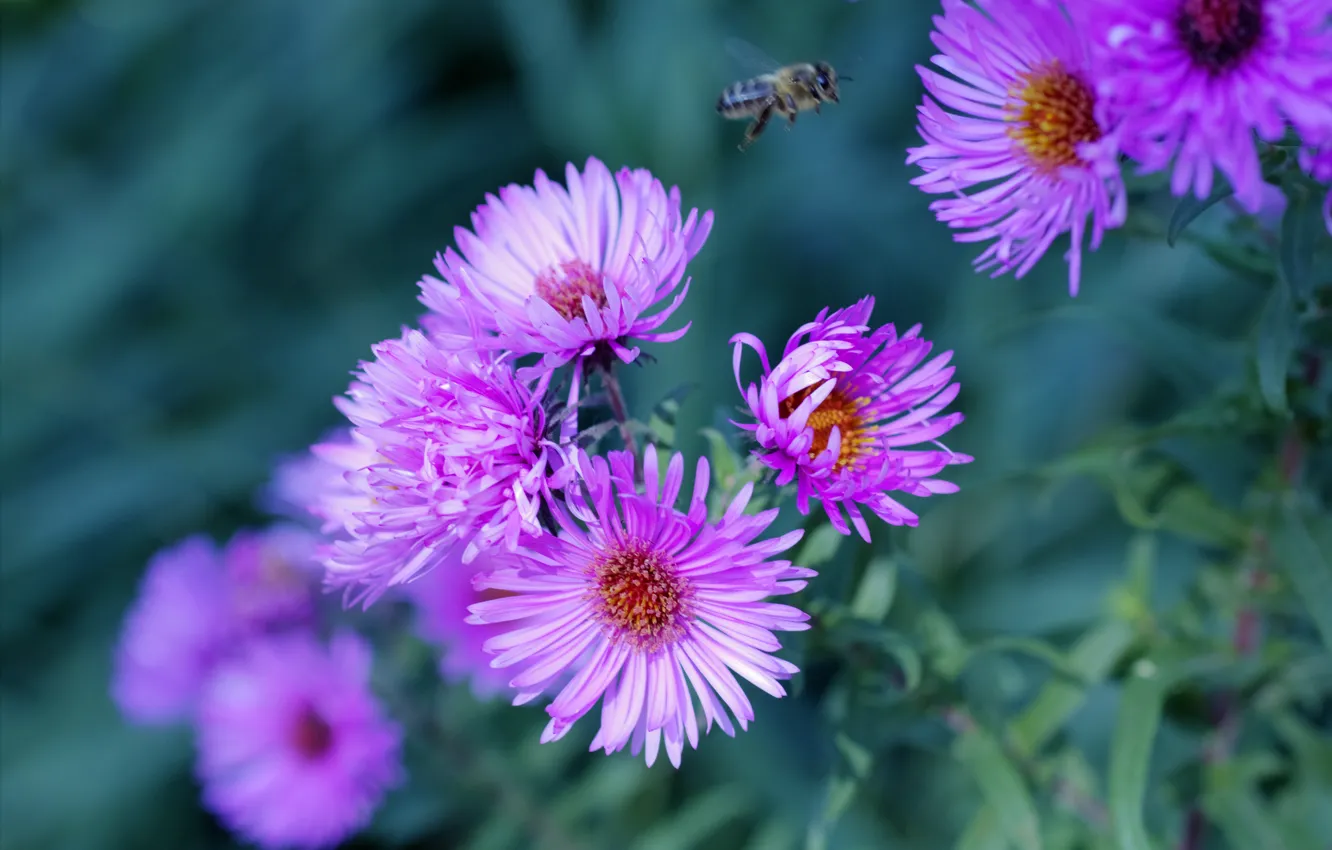 Фото обои цветы, природа, пчела, лиловые, астры