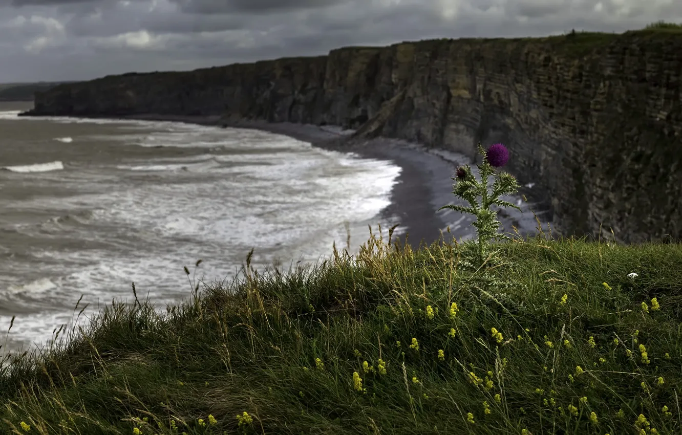 Фото обои море, цветок, берег