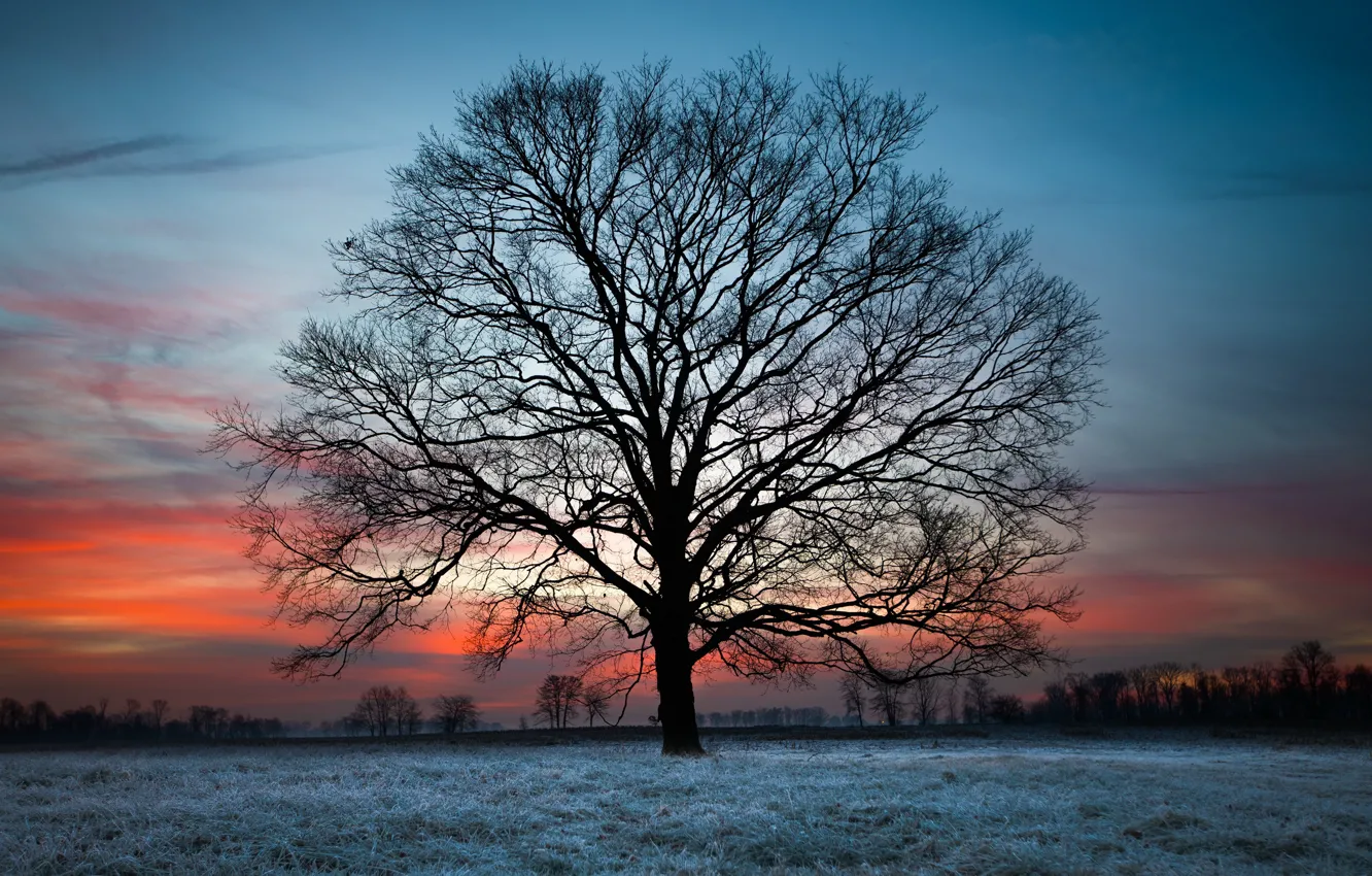 Фото обои закат, ночь, дерево