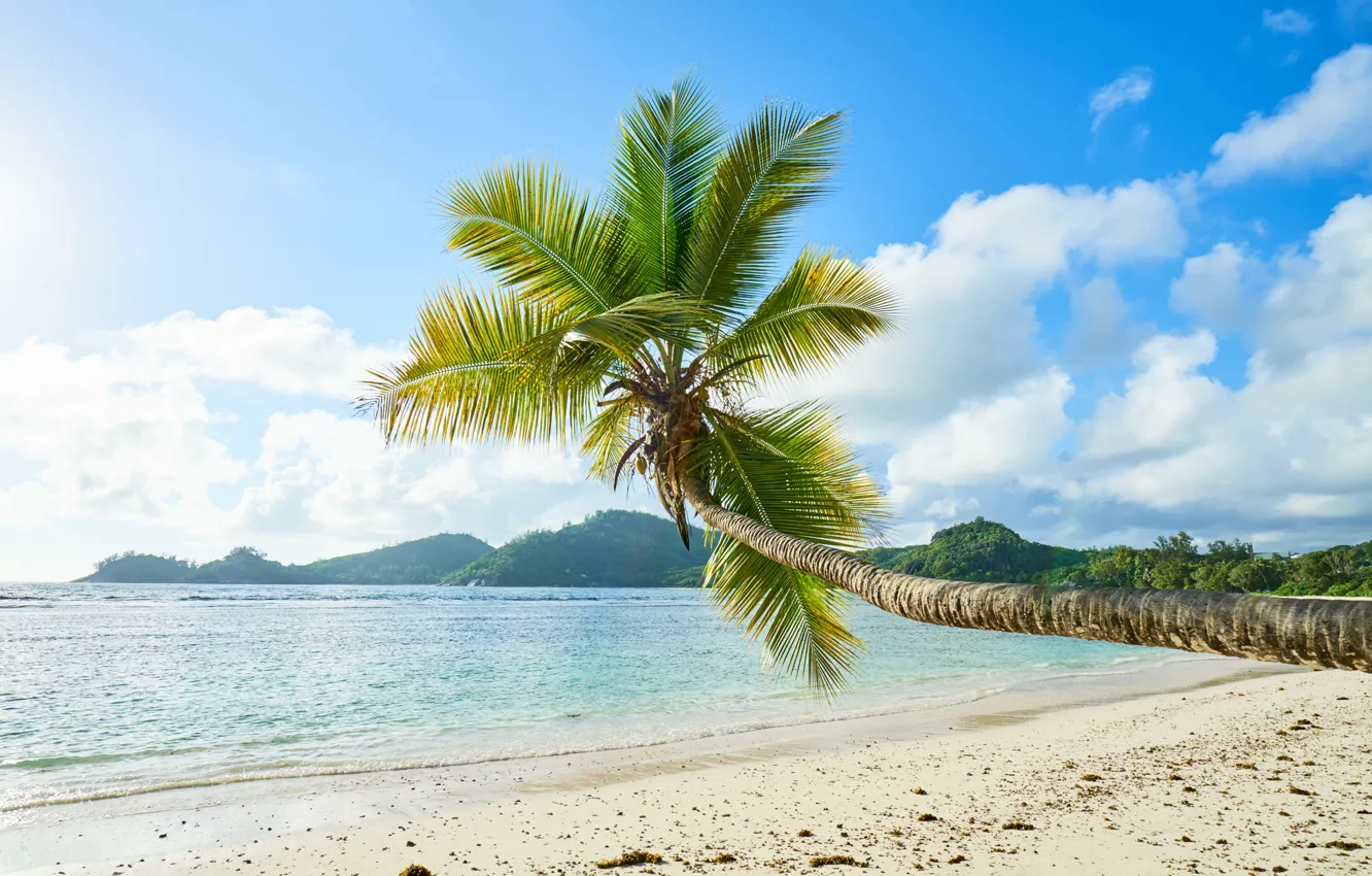 Фото обои природа, пальма, отдых, остров, islands