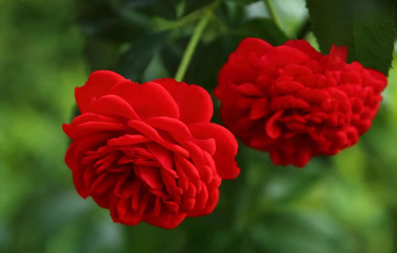 Фото обои макро, розы, красные, бутоны