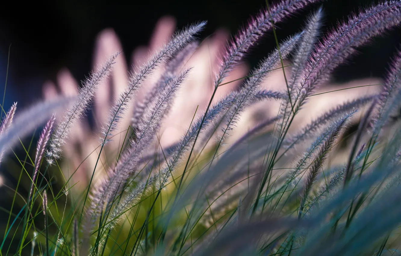 Фото обои травинки, боке, Symphony by Nature