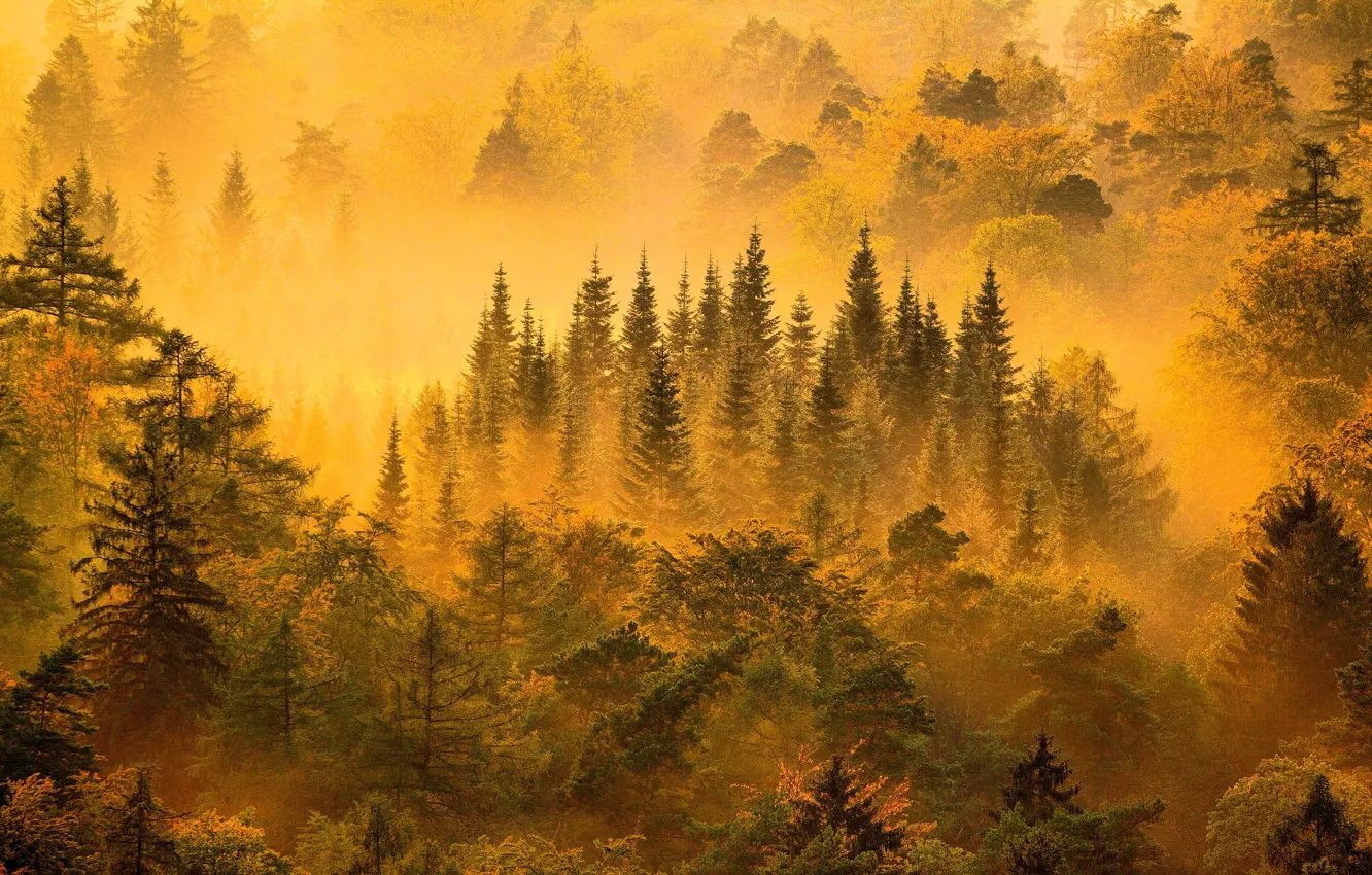 Фото обои light, forest, trees, nature, yellow, mountains, fog, mist