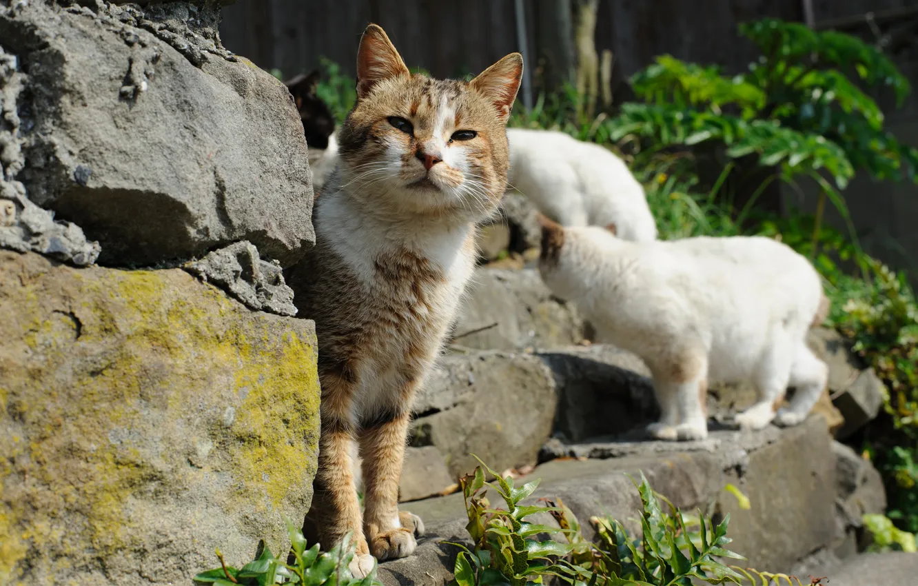Фото обои зелень, кот, камни, коты, угол, ступени, солнечно, внимание