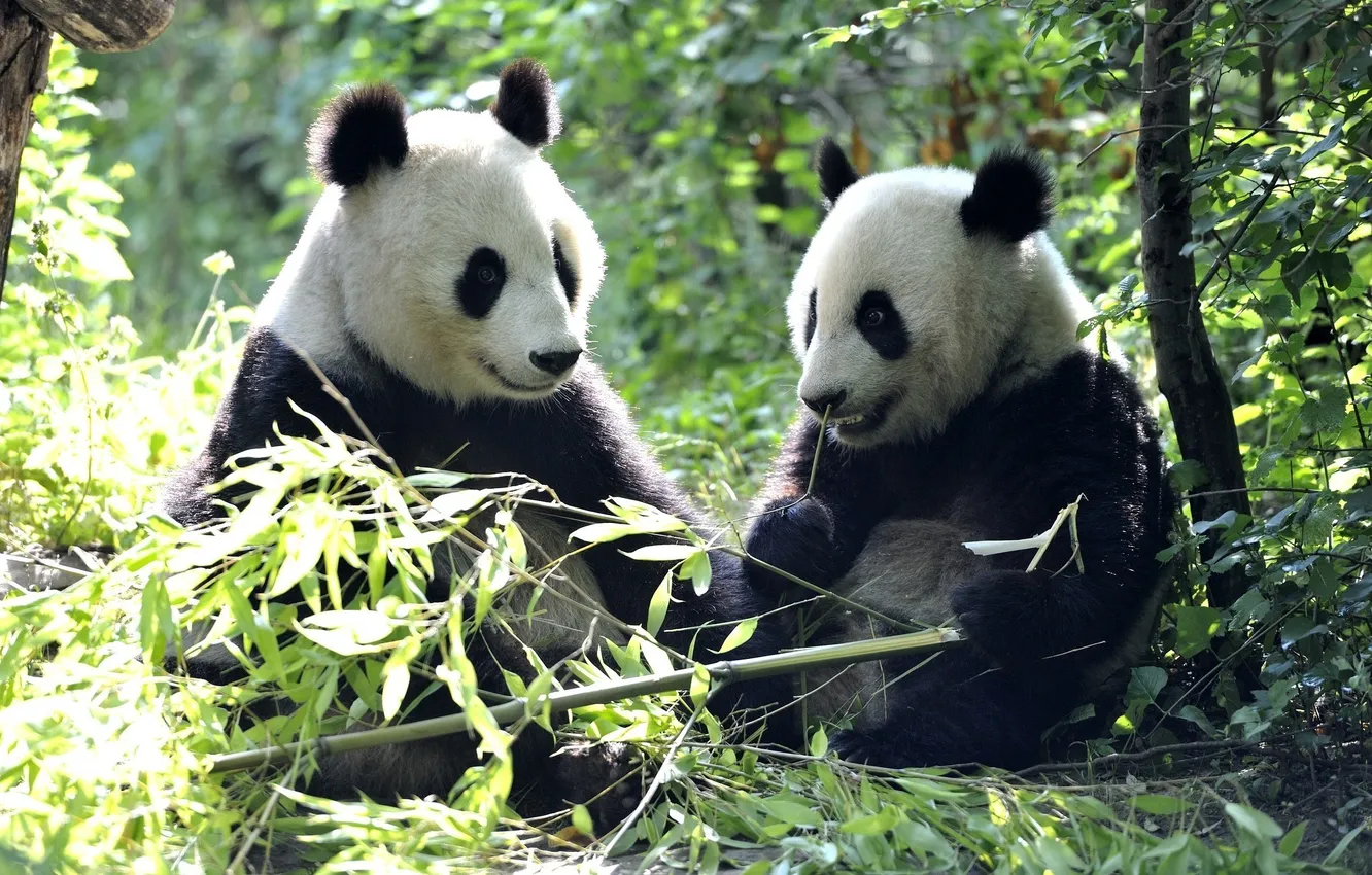 Фото обои листья, медведи, панда