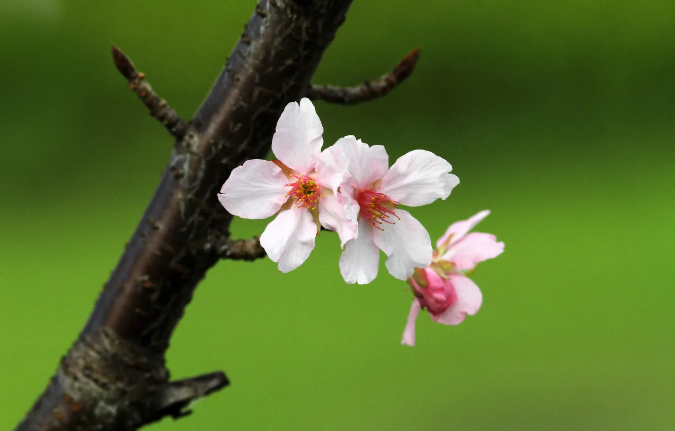 Фото обои flower, nature, macro, sakura