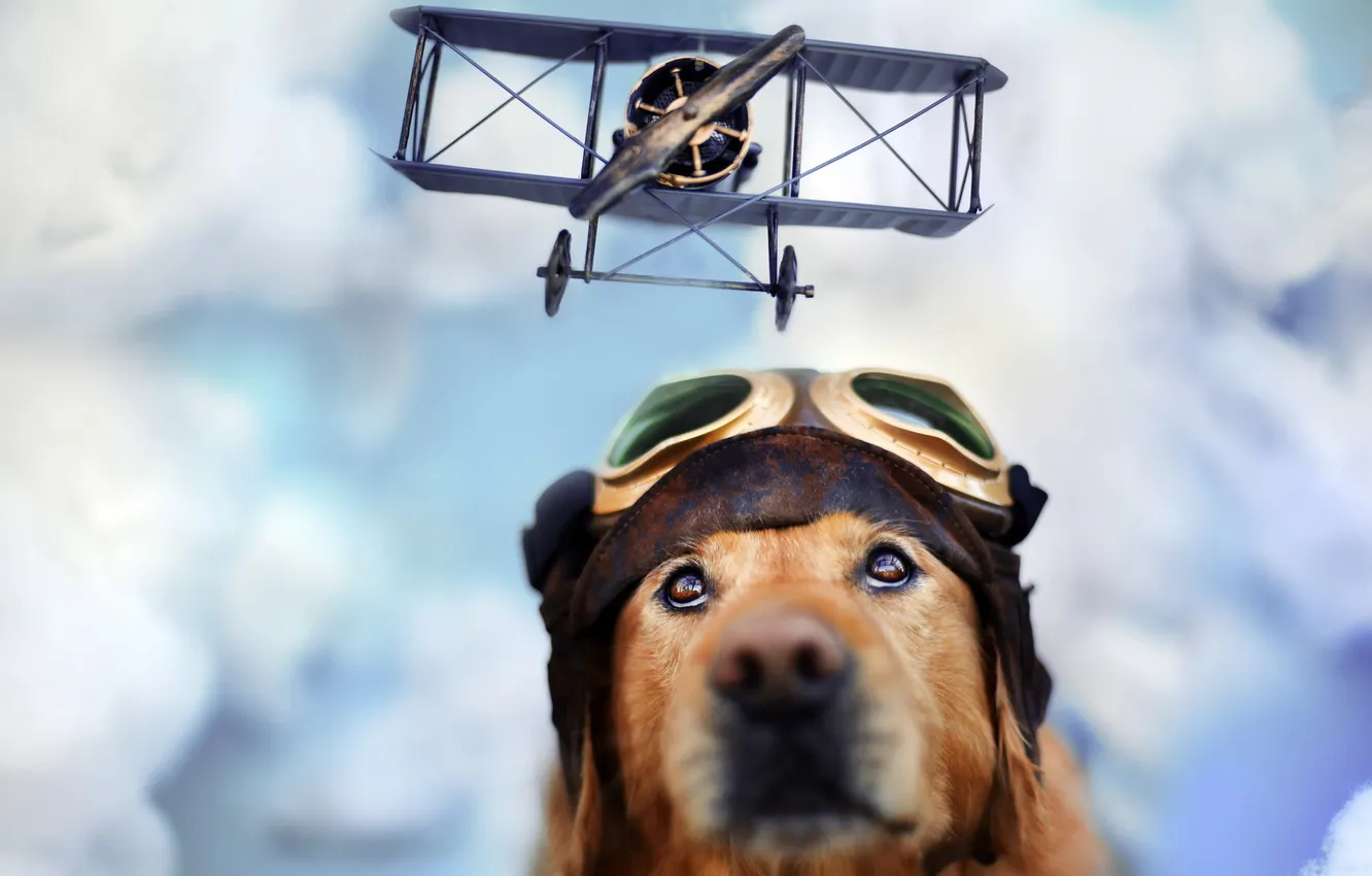 Фото обои собака, очки, самолёт
