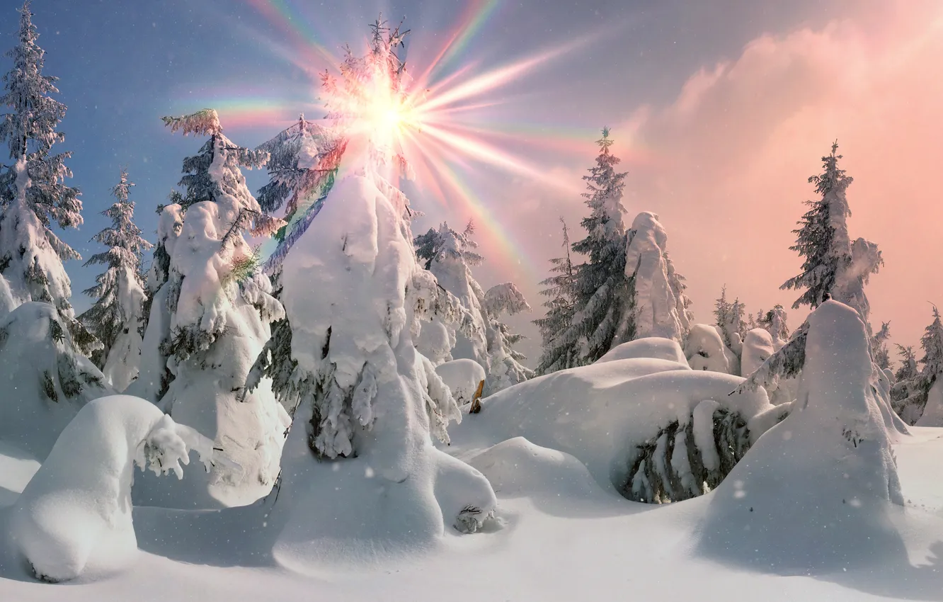 Фото обои зима, лес, солнце, снег, елка, nature, winter, snow