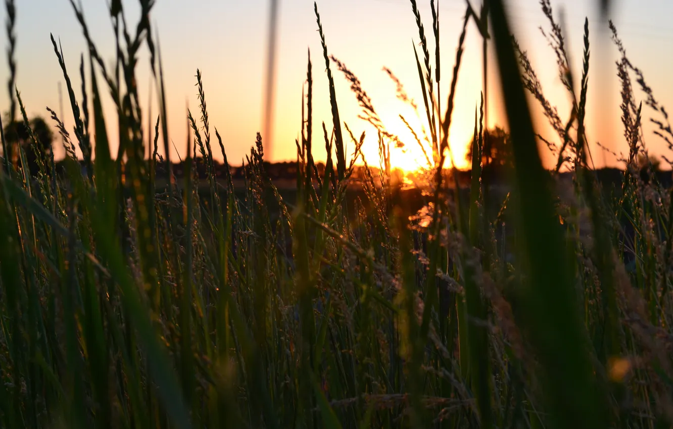 Фото обои трава, солнце, закат, ярко по летнему