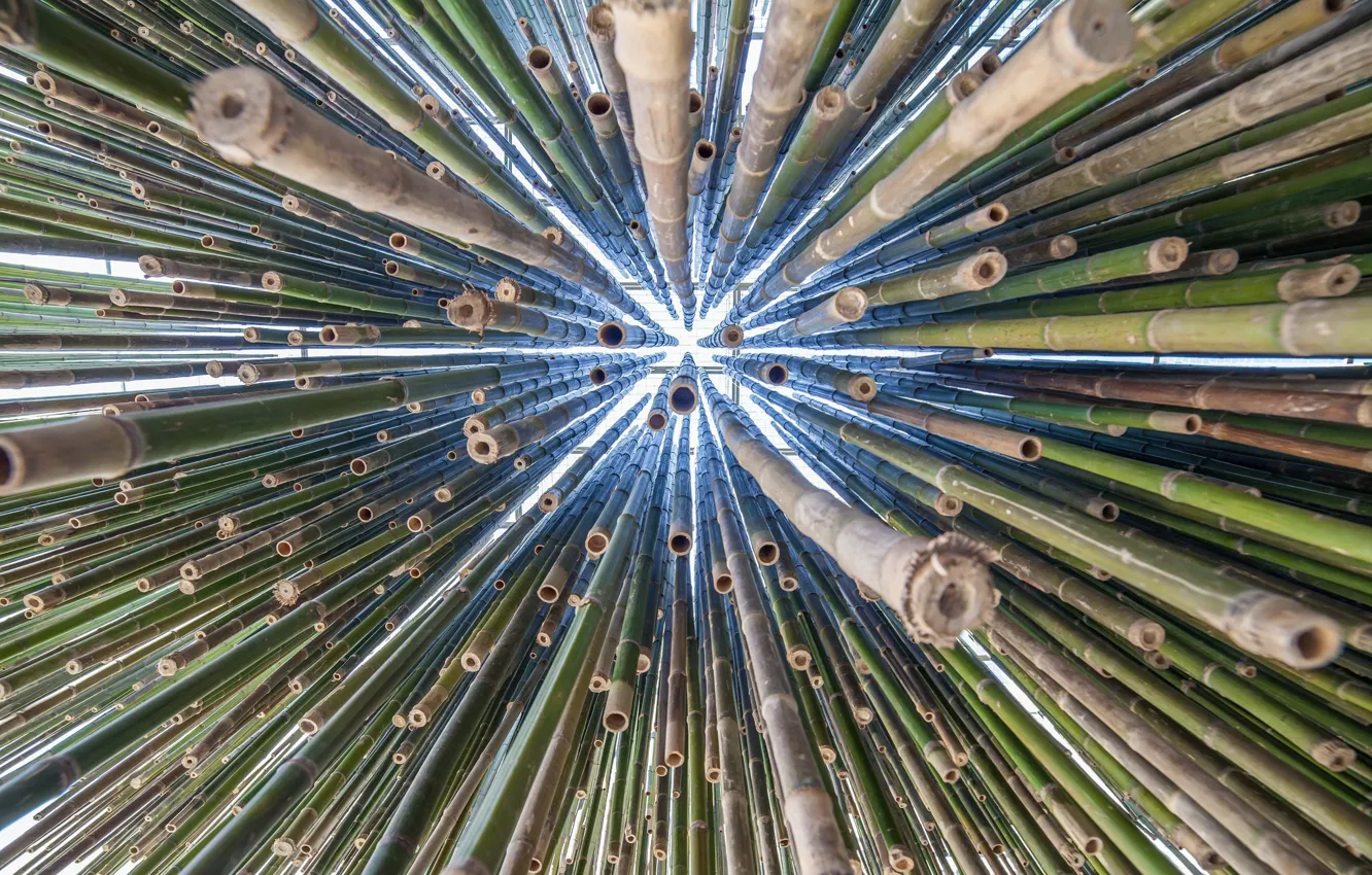 Фото обои фон, дерево, бамбук